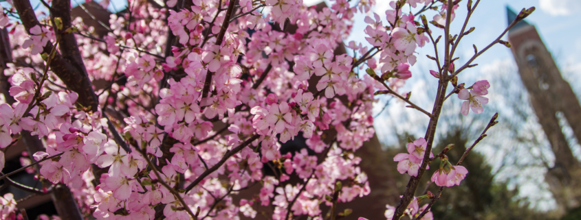 A tree budding in the spring