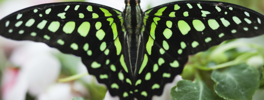 One of the hundreds of exotic butterflies at the Foellinger-Freimann Botanical Conservatory in Fort Wayne.