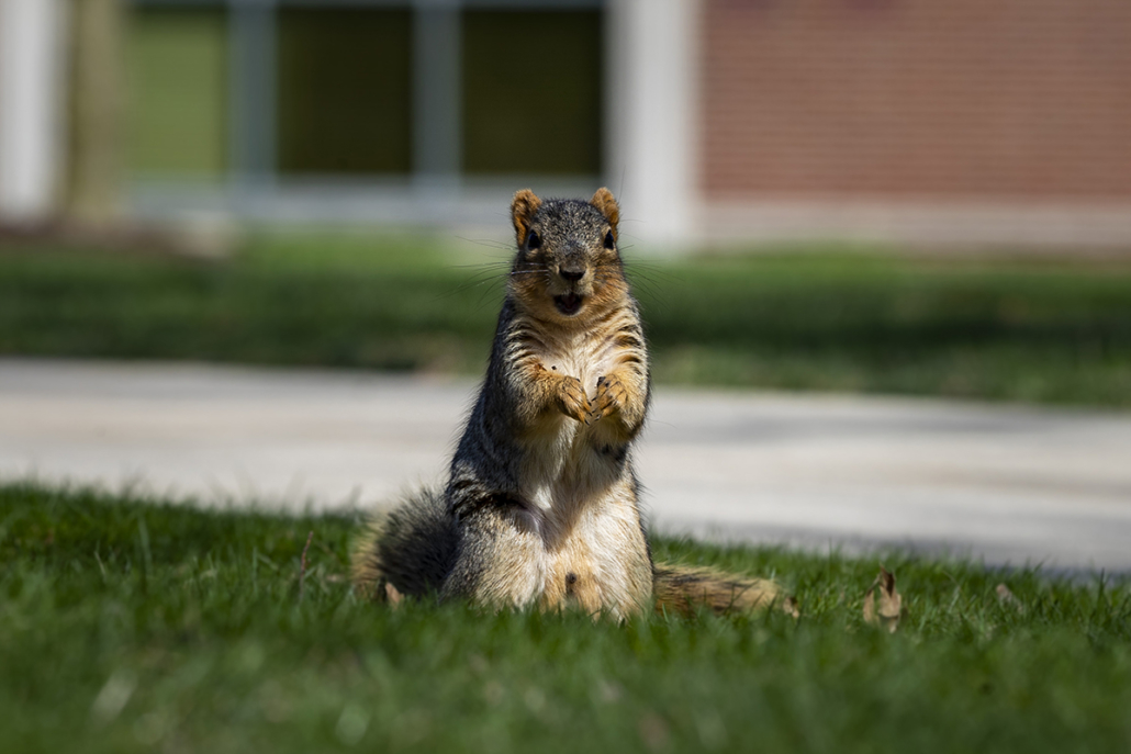 A cheerful-looking squirrel stands on its hind legs while looking at the camera